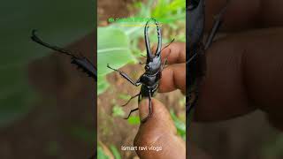 stag beetles 🪲  beetles  one crore value insect  ismart ravi vlogs [upl. by Frick]