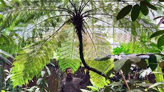 Cyathea arborea [upl. by Wiatt]