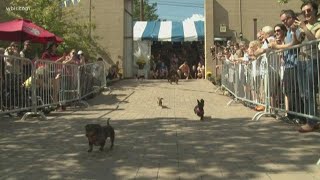 Running of the Wieners celebrates Oktoberfest [upl. by Waldman635]