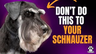 SCHNAUZER 6 THINGS THEY DONT LIKE [upl. by Gisele]