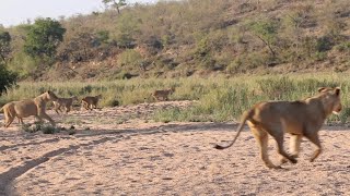 LIONS catch IMPALA and then the male arrives [upl. by Dearman]