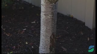 Holes in Trees  Woodboring Insects  How to Identify Borer Damage and Get Rid of Borers [upl. by Ardnyk599]