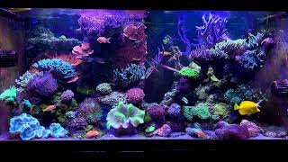 Meerwasseraquarium 2024 reeftank [upl. by Vey]