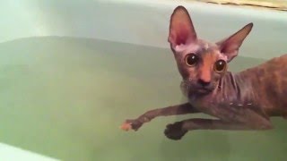 Cornish rex swimming [upl. by Willtrude]