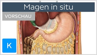 Magen in situ Lage  Umgebung Vorschau  Anatomie des Menschen  Kenhub [upl. by Jade639]