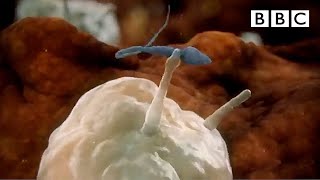 Sperm attacked by womans immune system  Inside the Human Body  BBC [upl. by Imled]