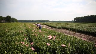 Innovatie in de Bloembollensector [upl. by Teik]