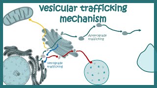 Vesicle trafficking  vesicle transport in cell  molecular mechanism [upl. by Jilly]