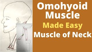 Omohyoid muscle  Infrahyoid muscle  omohyoid muscle origin insertion action  Ansa cervicalis [upl. by Ellac]