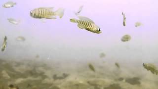 Shell Dwellers Neolamprologus multifasciatus natural habitat [upl. by Pontone]