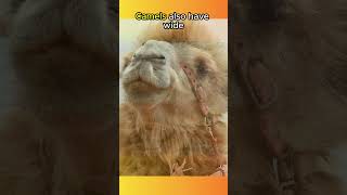 Camels Can Survive Without Water For TWO WEEKS🐪🐫🐪🐫🏜️animals animalfacts shorts [upl. by Haswell]