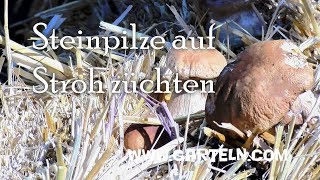 Steinpilze auf Stroh züchten  Geht das [upl. by Dazhehs]