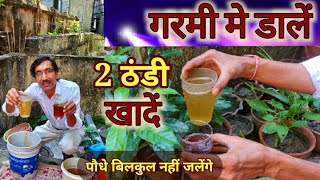 गरमी में डालें 2 ठंडी खादें  आपके पौधे बिलकुल हरे भरे रहेंगे  Summer Fertilizer for your Plants [upl. by Spracklen]