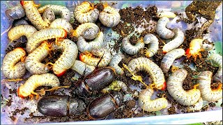 The container was full I collected rhinoceros beetle larvae and observed them [upl. by Kathy]