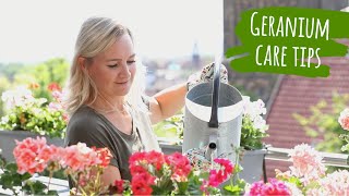 How to care for geraniums  Tips for planting your balcony with pelargoniumBalcony plant care guide [upl. by Tenner]