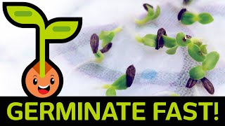 🌱 Fast amp Easy Seed Germination How to Start Seedlings from Paper Towel Method Container vs Baggie [upl. by Ilamad]