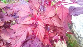 Red Amaranth Leaves Plant [upl. by Nelleus]