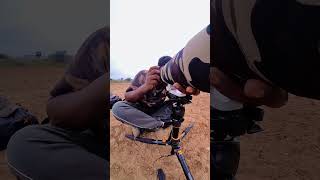 Sony a6400 wildlife photography birds wildlife new reels trending ytshort photography 3k [upl. by Notlit]