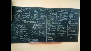 RESUMEN REINO PROTISTA BIOLOGIA FACIL [upl. by Saimon]