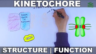 Kinetochore  Structure and Function [upl. by Aniuqaoj792]