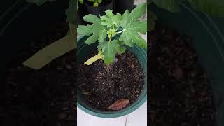 The Growth Journey of Fig Trees The Joy of Planting  Episode 184 [upl. by Enilauqcaj943]