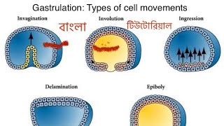 Gastrulation  types of cell movements  In Bangla l [upl. by Abbotsen]