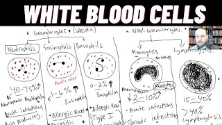 WBC Neutrophils Eosinophils Basophils Monocytes Lymphocytes TLC DLC CBCDiff Innate Immunity [upl. by Okubo427]