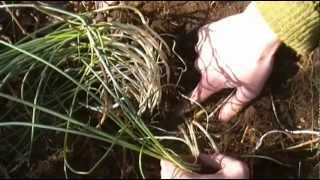 Foraging Edible Plants  Onion  Wild Food [upl. by Anua701]