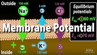 Membrane Potential Equilibrium Potential and Resting Potential Animation [upl. by Nanor]