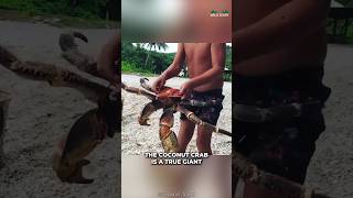 Coconut Crab  The Robber Crab [upl. by Navanod]