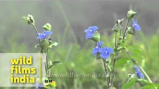 Blue monsoon Himalayan meadow flowers  Commelina paludosa [upl. by Rednael]