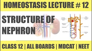 STRUCTURE AND TYPES OF NEPHRON 1  CHAP HOMEOSTASIS  CLASS 12  MDCAT SERIES [upl. by Arenahs362]