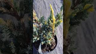 Ялівець лускатий Голден Флейм Juniperus squamata Golden Flame блакитний жовтими кремовими вставками [upl. by Capps]