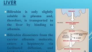 Biochemistry Lecture No 5 Heme Degradation and jaundice FRPMC [upl. by Saideman]