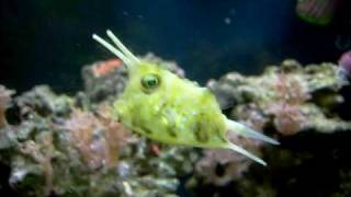 Lactoria cornuta  Long Horned Cowfish  2 [upl. by Abih]