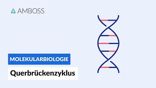 Querbrückenzyklus  Biochemie  Physiologie  AMBOSS Video [upl. by Liederman69]