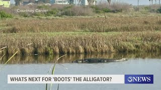 Whats next for Boots the alligator [upl. by Coralie]