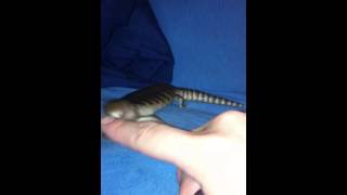 Baby Blue Tongue Skink bite [upl. by Elephus]