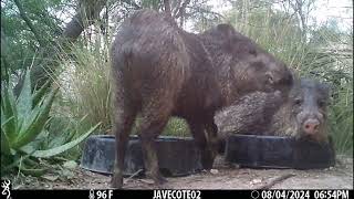 8624 Javelinas hang out at the water bowls [upl. by Nagaem]