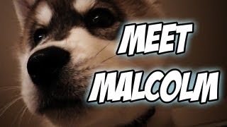 Meet Malcolm [upl. by Velick686]