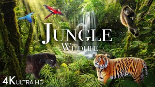 Jungle Wildlife In 4K  Animals That Call The Jungle Home  Rainforest  Scenic Relaxation Film [upl. by Nhabois769]