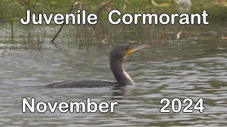 Juvenile Cormorant  2024 [upl. by Tareyn]