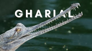 Gharial  Gavial  Fisheating Crocodile  Animals  No Copyright Video [upl. by Rodi]