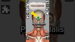 Anatomy  Procerus muscle medical 3d anatomy head neck shorts [upl. by Stickney]