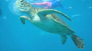 Snorkeling with Turtle Eating Jellyfish Great Barrier Reefm4v [upl. by Iggem271]