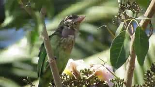 White Cheeked Barbet Call [upl. by Walter]