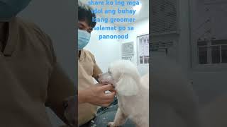 master groomer youtubeshorts mastergroomer buhaygroomer buhaybarbero [upl. by Esirec]