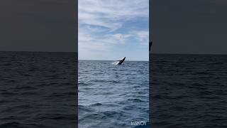 BABY WHALE BREACH 🤯🐋 [upl. by Hoagland]