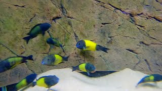 The BEST African Cichlid Breeder Tour [upl. by Hsakiv306]