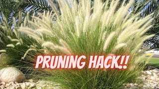 This ONE Trick Makes Pruning Grasses EASY  How to Prune Ornamental Grass [upl. by Nodyroc]